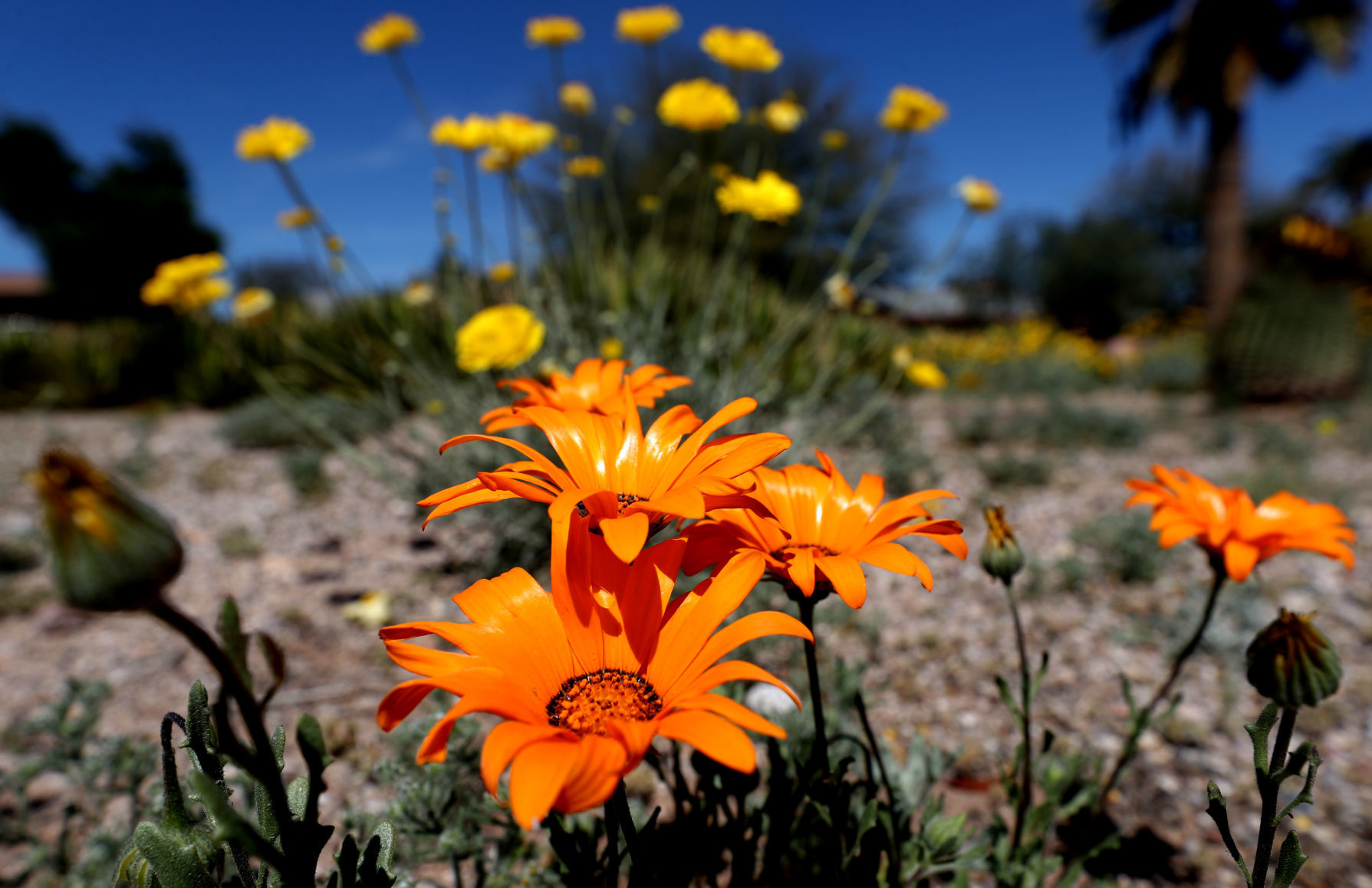 Wildflowers around Tucson, 2020